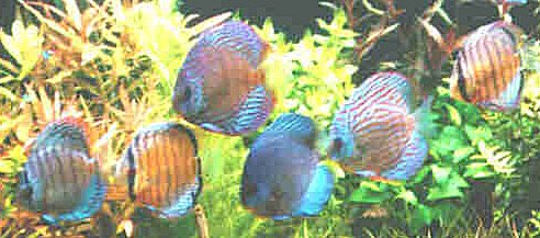 planted discus fish tank