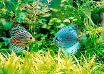 discus fish for sale discus fish for sale