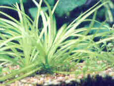 Echinodrus species