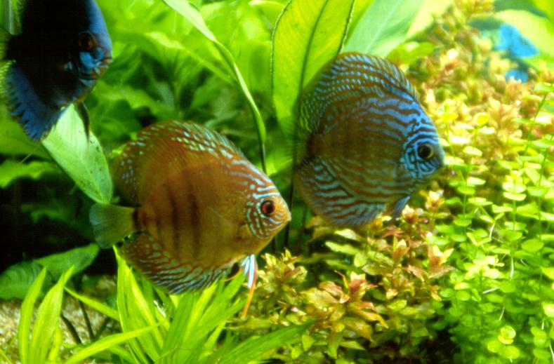 planted discus fish tank