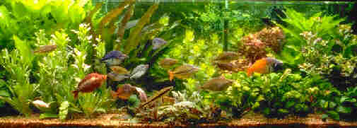 85 Gallon Rainbowfish Tank