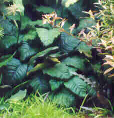 Anubias coffeeafolia