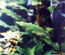 Cryptocoryne blassii