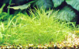 Eleocharis acicularis